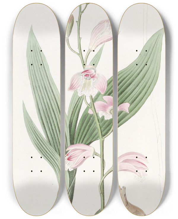 Triptych art skateboard deck of Sydenham Edwards Pallid Bletia by Sydenham Edwards (1768-1819)