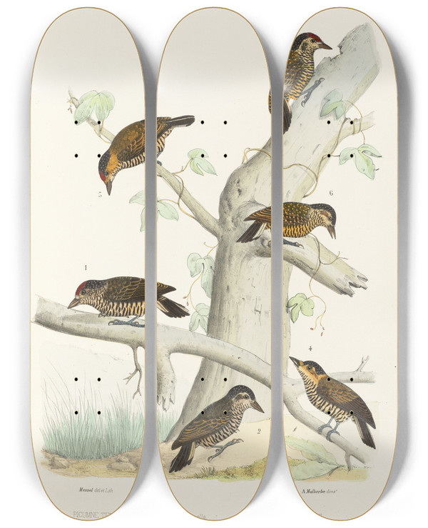Triptych art skateboard deck of Alfred Malherbe Monographie Des Picides Pl45 by Alfred Malherbe (1804-1865)