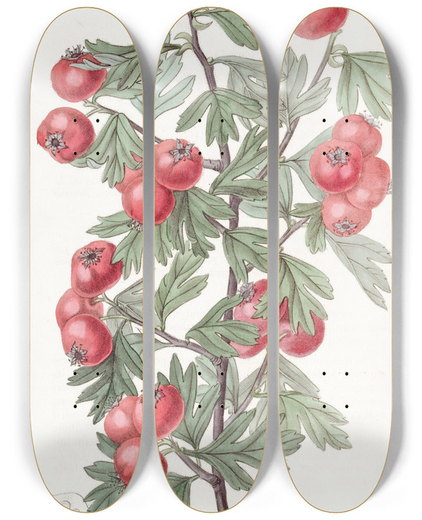 Triptych art skateboard deck of Sydenham Edwards Sweetestscented Hawthorn by Sydenham Edwards (1768-1819)