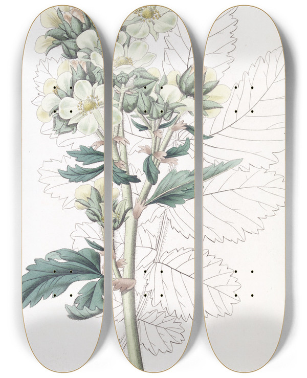 Triptych art skateboard deck of Sydenham Edwards Closeflowered Potentilla by Sydenham Edwards (1768-1819)