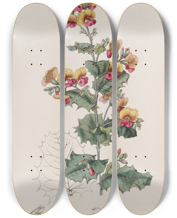 Triptych art skateboard deck of Sydenham Edwards Variousleaved Chorozema by Sydenham Edwards (1768-1819)
