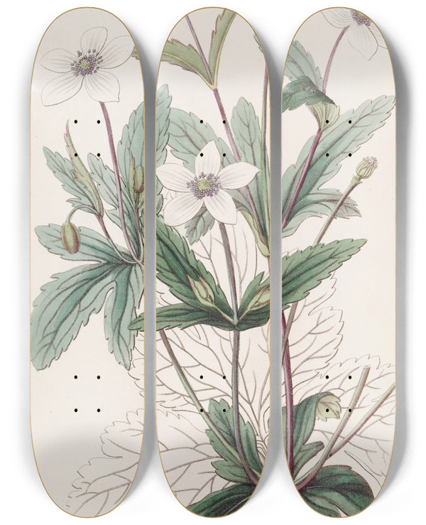 Triptych art skateboard deck of Sydenham Edwards The Rill Anemone by Sydenham Edwards (1768-1819)