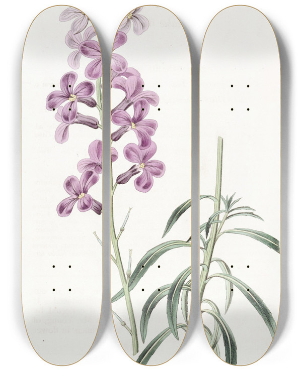 Triptych art skateboard deck of Sydenham Edwards Changeable Wallflower by Sydenham Edwards (1768-1819)
