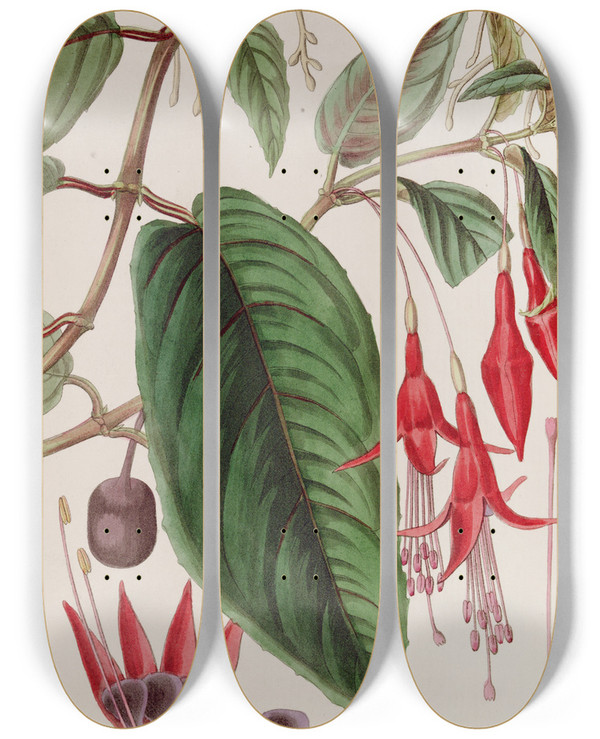 Triptych art skateboard deck of Sydenham Edwards Rooting Fuchsia by Sydenham Edwards (1768-1819)