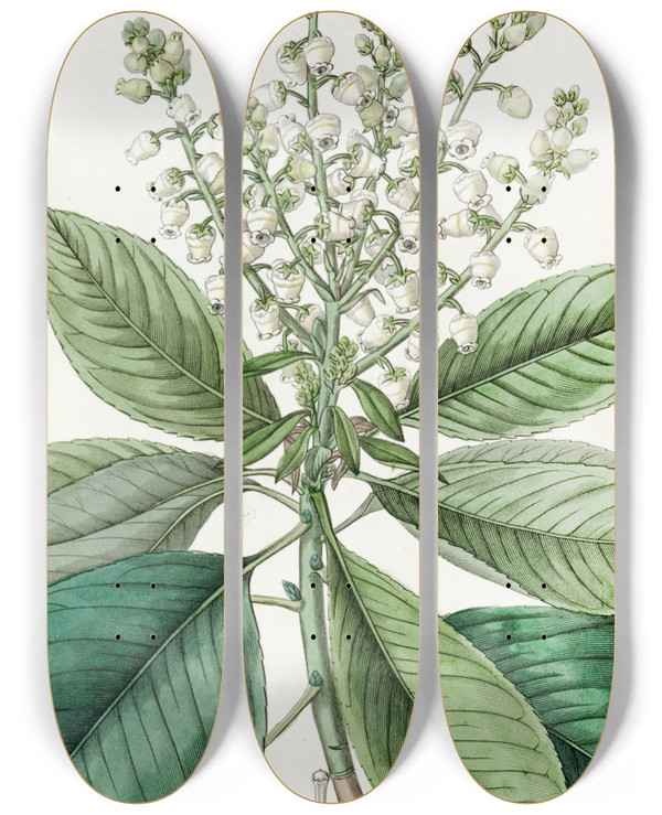 Triptych art skateboard deck of Sydenham Edwards Tall Arbutus Or Strawberry Tree by Sydenham Edwards (1768-1819)