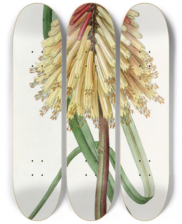 Triptych art skateboard deck of Sydenham Edwards Burchells Tritoma by Sydenham Edwards (1768-1819)