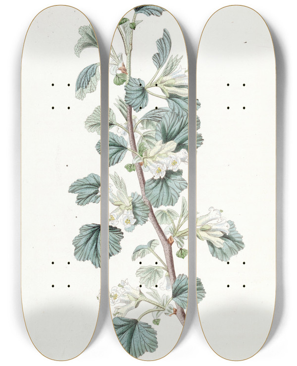 Triptych art skateboard deck of Sydenham Edwards Waxy Currant by Sydenham Edwards (1768-1819)