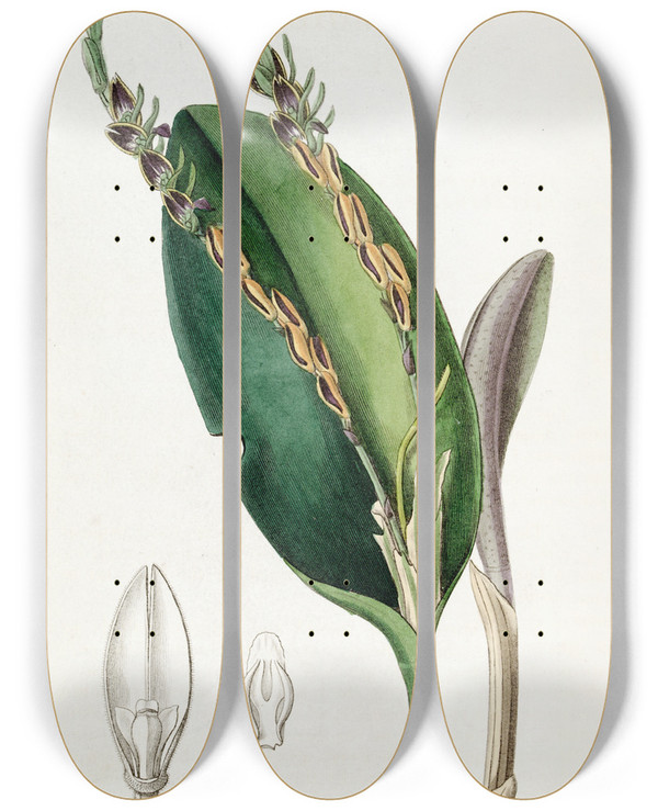 Triptych art skateboard deck of Sydenham Edwards Lizardheaded Pleurothallis by Sydenham Edwards (1768-1819)