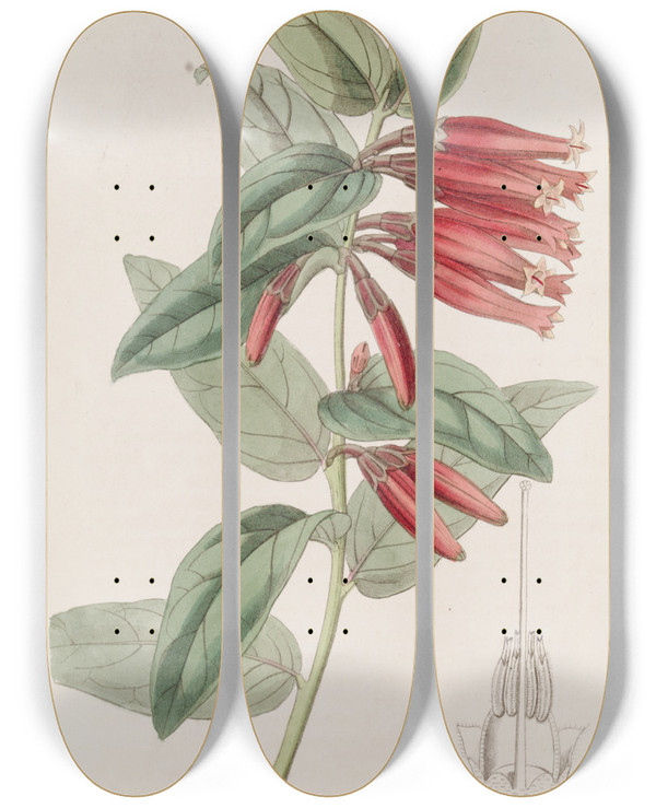 Triptych art skateboard deck of Sydenham Edwards Longflowered Macleania by Sydenham Edwards (1768-1819)