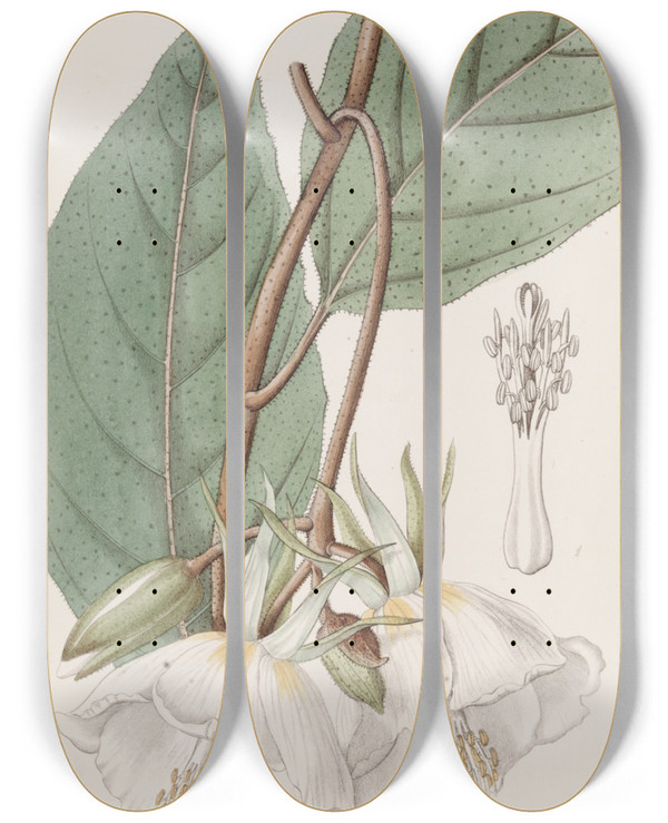 Triptych art skateboard deck of Sydenham Edwards Largeflowered Trochetia by Sydenham Edwards (1768-1819)