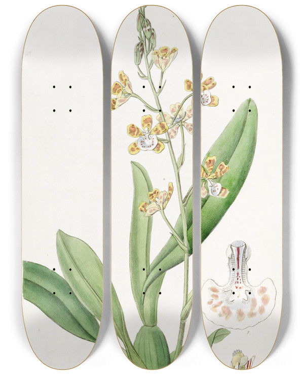 Triptych art skateboard deck of Sydenham Edwards Crescentlipped Oncidium by Sydenham Edwards (1768-1819)