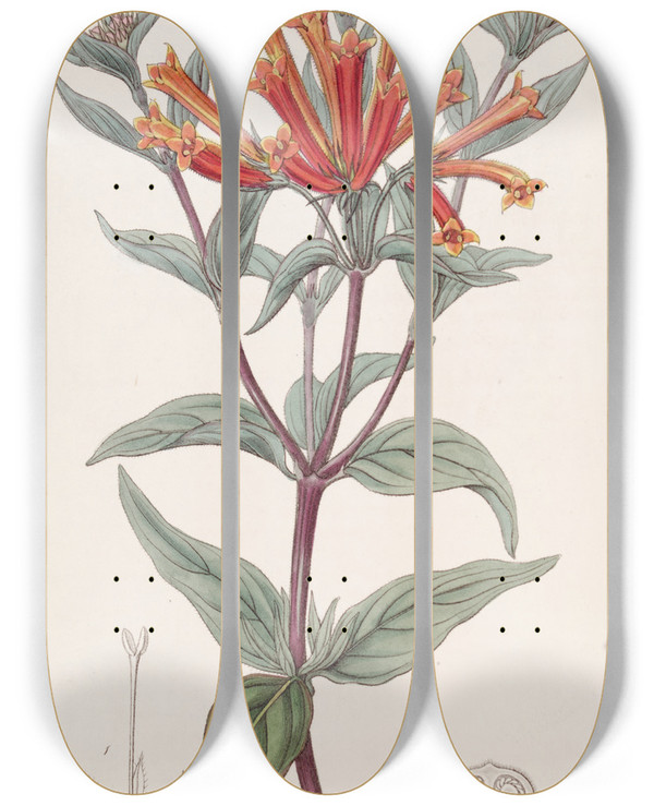 Triptych art skateboard deck of Sydenham Edwards Scarlet Bouvardia by Sydenham Edwards (1768-1819)