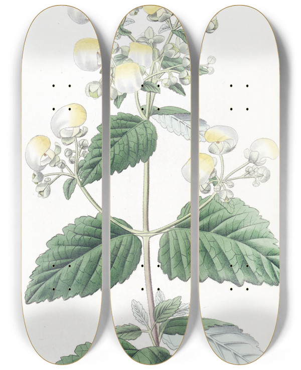 Triptych art skateboard deck of Sydenham Edwards Spreading Calceolaria by Sydenham Edwards (1768-1819)