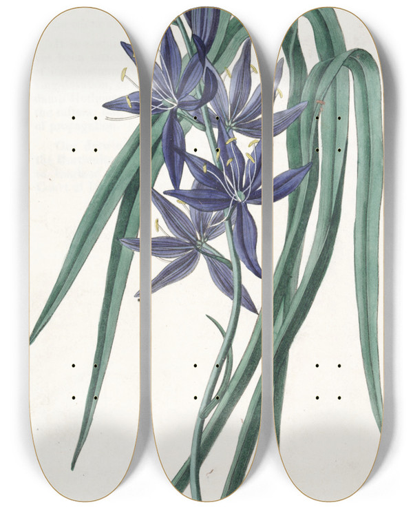 Triptych art skateboard deck of Sydenham Edwards Eatable Quamash by Sydenham Edwards (1768-1819)