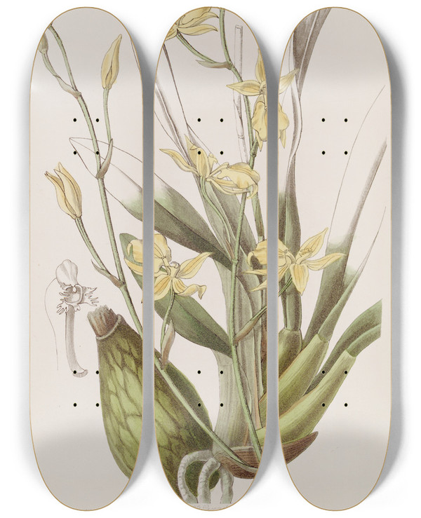 Triptych art skateboard deck of Sydenham Edwards Whiskered Curvelip by Sydenham Edwards (1768-1819)