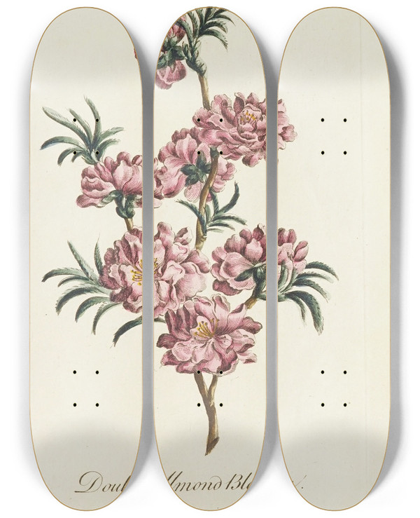 Triptych art skateboard deck of Carington Bowles Double Almond Blossom by Carington Bowles (1724-1793)