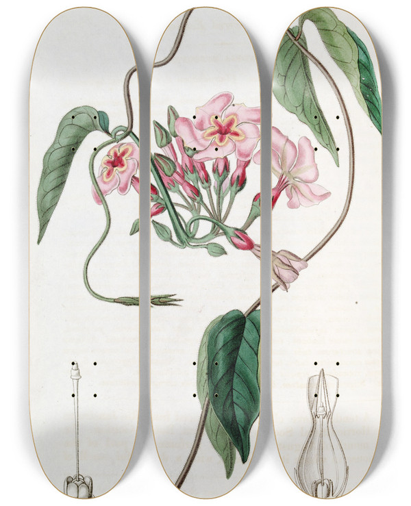 Triptych art skateboard deck of Sydenham Edwards Starflowered Echites by Sydenham Edwards (1768-1819)