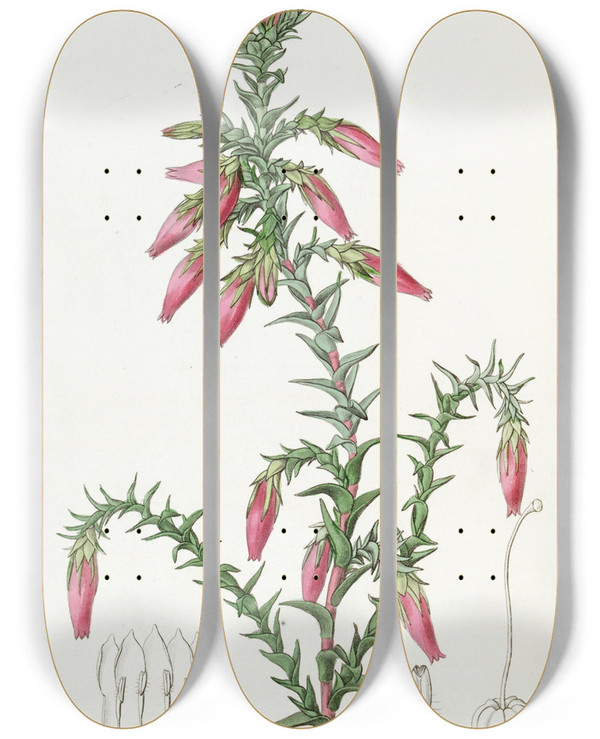 Triptych art skateboard deck of Sydenham Edwards Red Cosmelia by Sydenham Edwards (1768-1819)