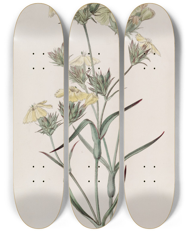 Triptych art skateboard deck of Sydenham Edwards Yellow Pink by Sydenham Edwards (1768-1819)