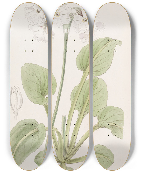 Triptych art skateboard deck of Sydenham Edwards Captain Munros Primrose by Sydenham Edwards (1768-1819)