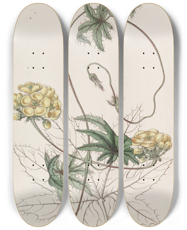 Triptych art skateboard deck of Sydenham Edwards Jatrophaleaved Stigmaphyllon by Sydenham Edwards (1768-1819)