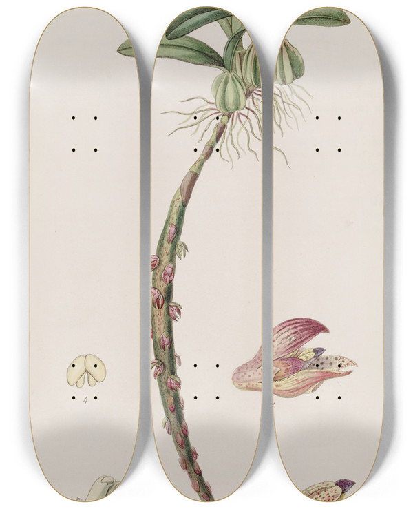 Triptych art skateboard deck of Sydenham Edwards Bracteolate Bolbophyllum by Sydenham Edwards (1768-1819)