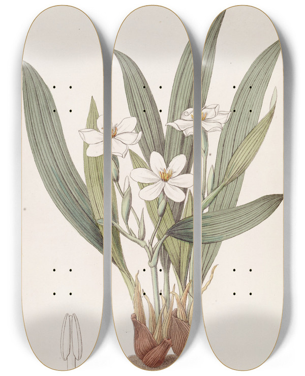 Triptych art skateboard deck of Sydenham Edwards Anomalous Eleutherine by Sydenham Edwards (1768-1819)
