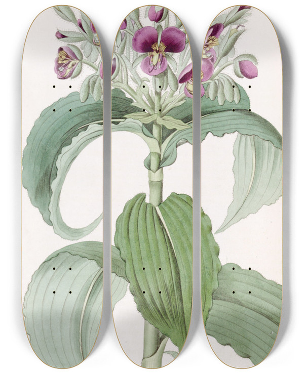 Triptych art skateboard deck of Sydenham Edwards Wavedleaved Spiderwort by Sydenham Edwards (1768-1819)