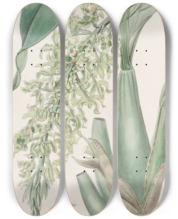 Triptych art skateboard deck of Sydenham Edwards Crisped Sweetscented Rodriguezia by Sydenham Edwards (1768-1819)