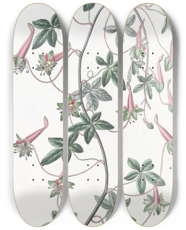 Triptych art skateboard deck of Sydenham Edwards Fiveleaved Tropaeolum by Sydenham Edwards (1768-1819)