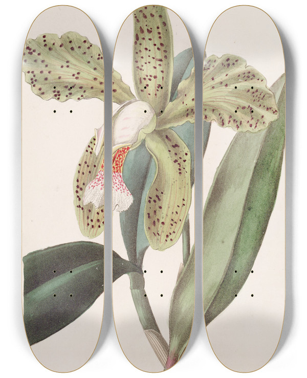 Triptych art skateboard deck of Sydenham Edwards Roughlipped Cattleya by Sydenham Edwards (1768-1819)