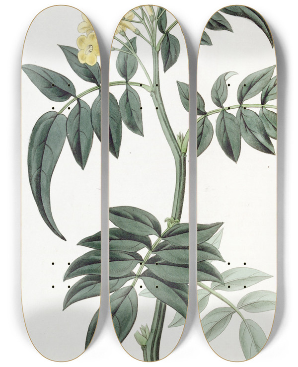 Triptych art skateboard deck of Sydenham Edwards Dr Wallichs Nipal Jasmine by Sydenham Edwards (1768-1819)