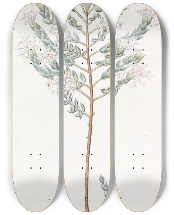 Triptych art skateboard deck of Sydenham Edwards Lowly Pimelea by Sydenham Edwards (1768-1819)