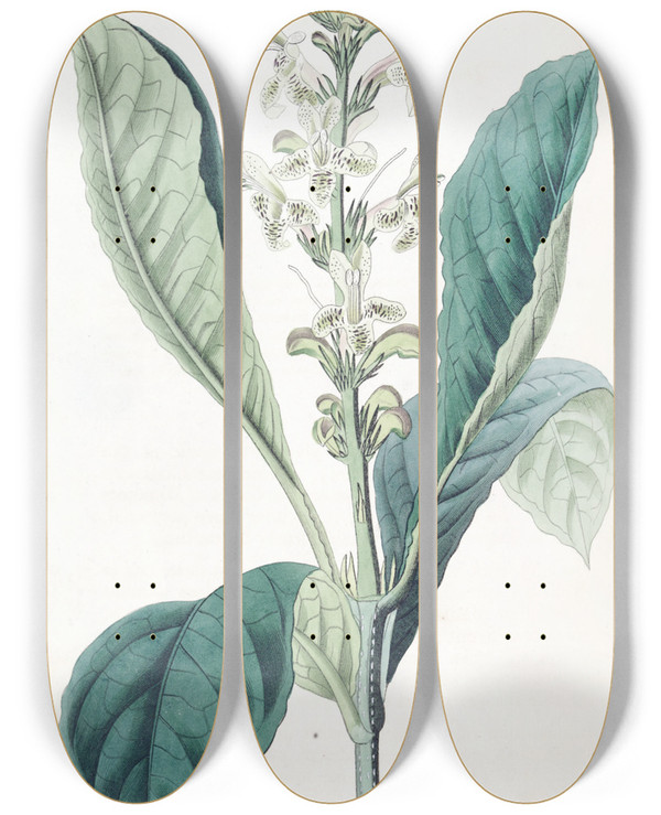 Triptych art skateboard deck of Sydenham Edwards Dottedflowered Justicia by Sydenham Edwards (1768-1819)