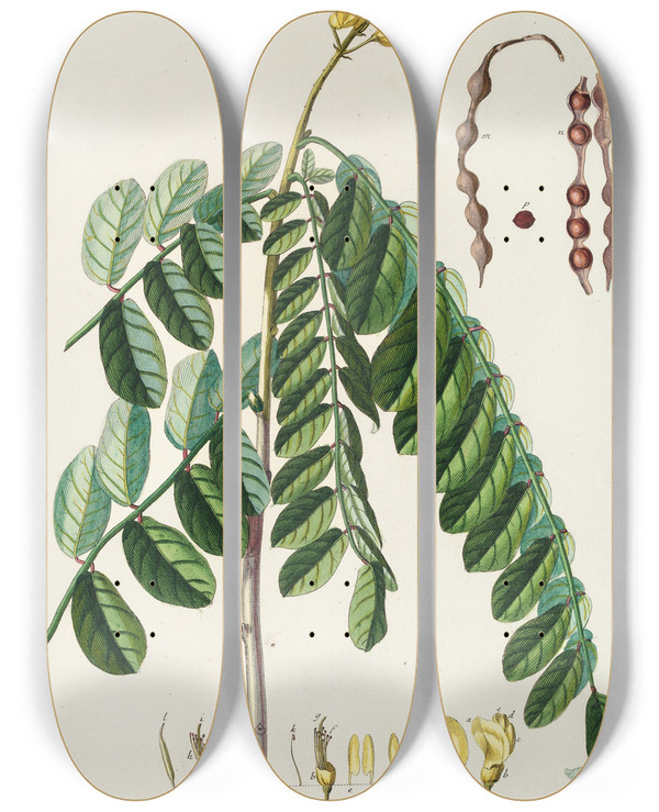 Triptych art skateboard deck of Georg Dionysius Ehret Sophora by Georg Dionysius Ehret (1708-1770)
