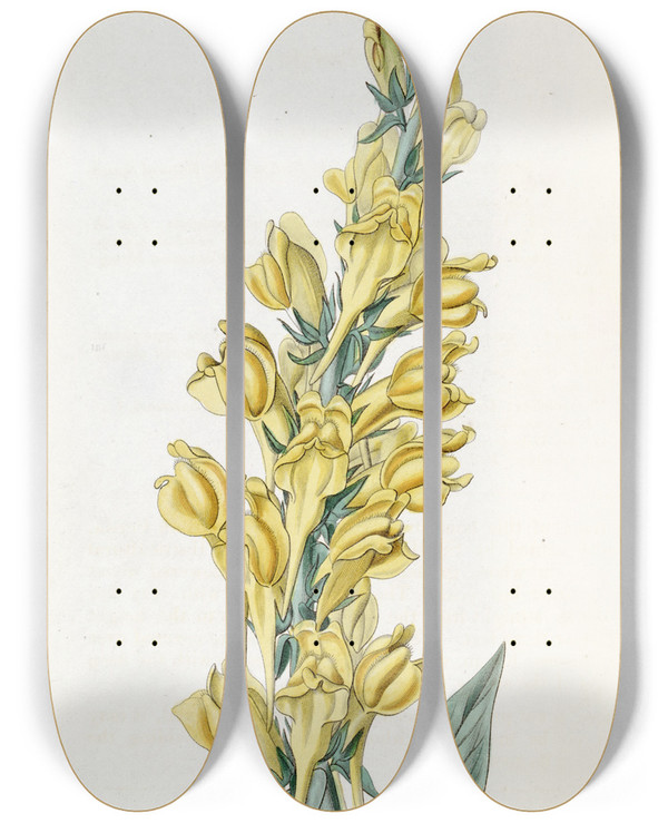 Triptych art skateboard deck of Sydenham Edwards Dalmatian Toadflax by Sydenham Edwards (1768-1819)