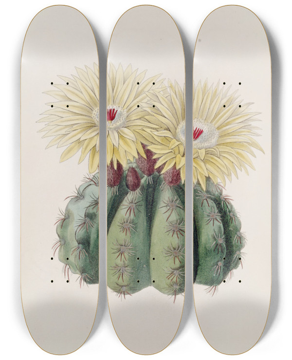 Triptych art skateboard deck of Sydenham Edwards Mr Ottos Spiny Cactus by Sydenham Edwards (1768-1819)
