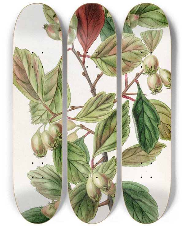 Triptych art skateboard deck of Sydenham Edwards Roughbarked Thorn by Sydenham Edwards (1768-1819)