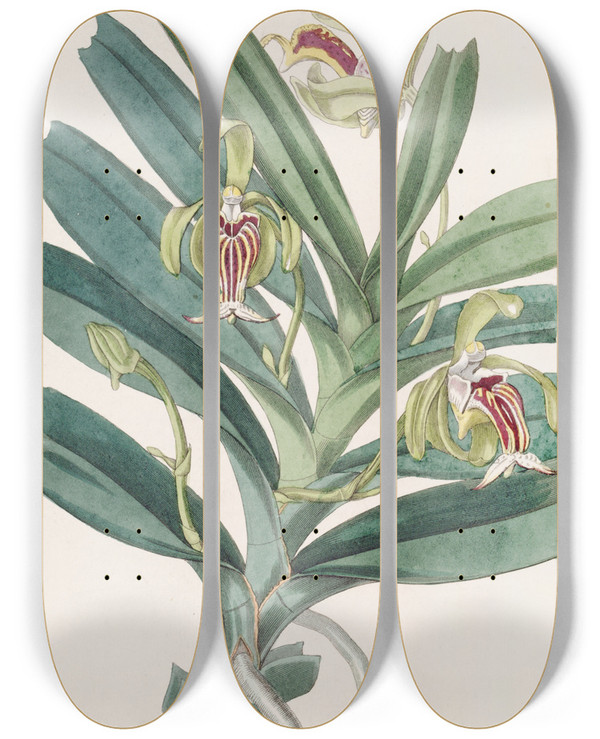 Triptych art skateboard deck of Sydenham Edwards Crested Vanda by Sydenham Edwards (1768-1819)
