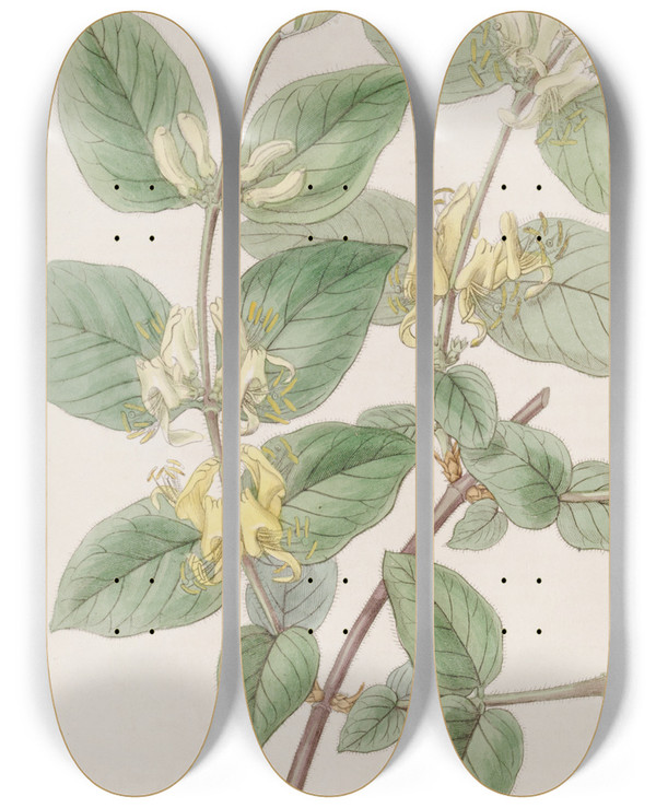 Triptych art skateboard deck of Sydenham Edwards Variousleaved Fly Honeysuckle by Sydenham Edwards (1768-1819)