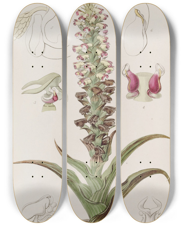 Triptych art skateboard deck of Sydenham Edwards Broomrape Corycium by Sydenham Edwards (1768-1819)