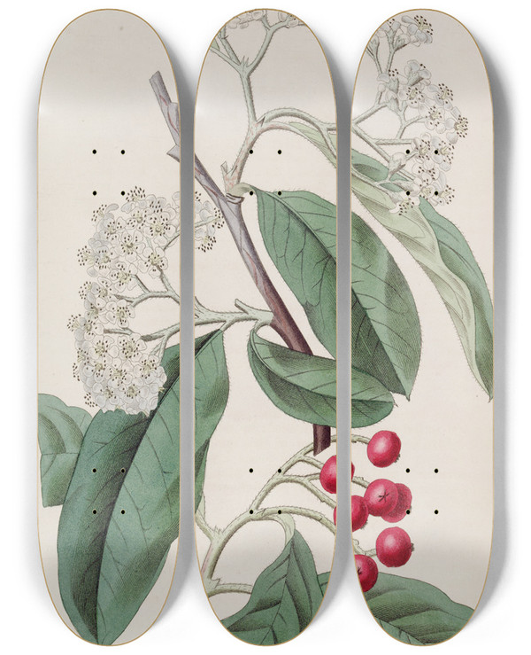 Triptych art skateboard deck of Sydenham Edwards Mountain Cotoneaster by Sydenham Edwards (1768-1819)