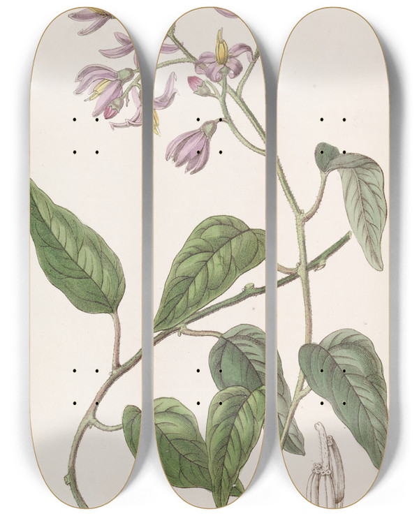 Triptych art skateboard deck of Sydenham Edwards Hookpetalled Solanum by Sydenham Edwards (1768-1819)