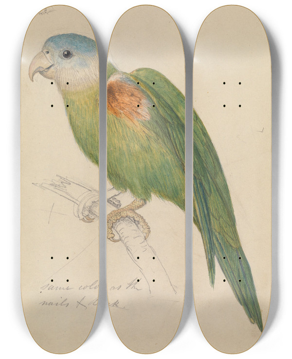 Triptych art skateboard deck of James De Carle Sowerby A Parrot_2 by James De Carle Sowerby