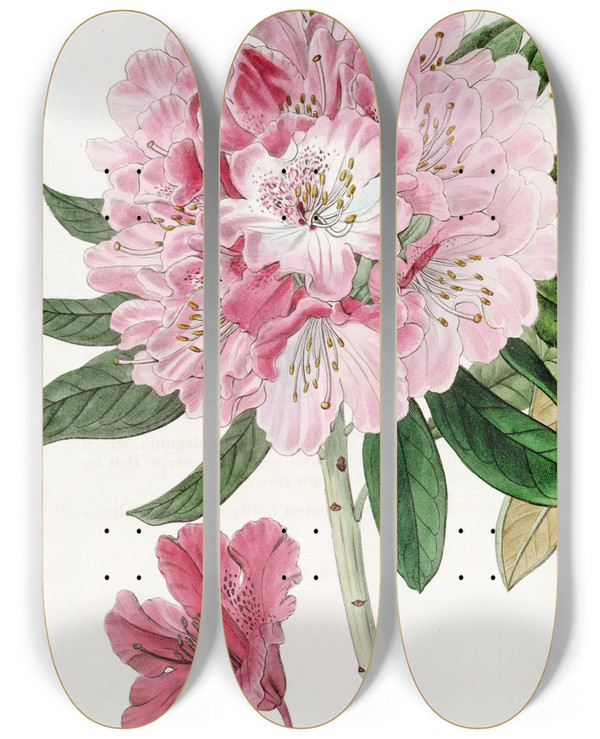Triptych art skateboard deck of Sydenham Edwards The Lovely Rhododendron by Sydenham Edwards (1768-1819)