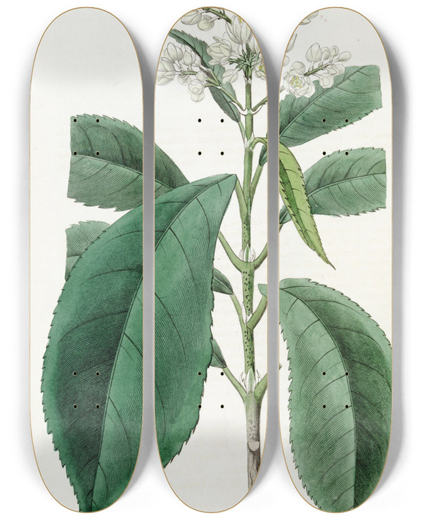 Triptych art skateboard deck of Sydenham Edwards Finetoothed Palebloom by Sydenham Edwards (1768-1819)