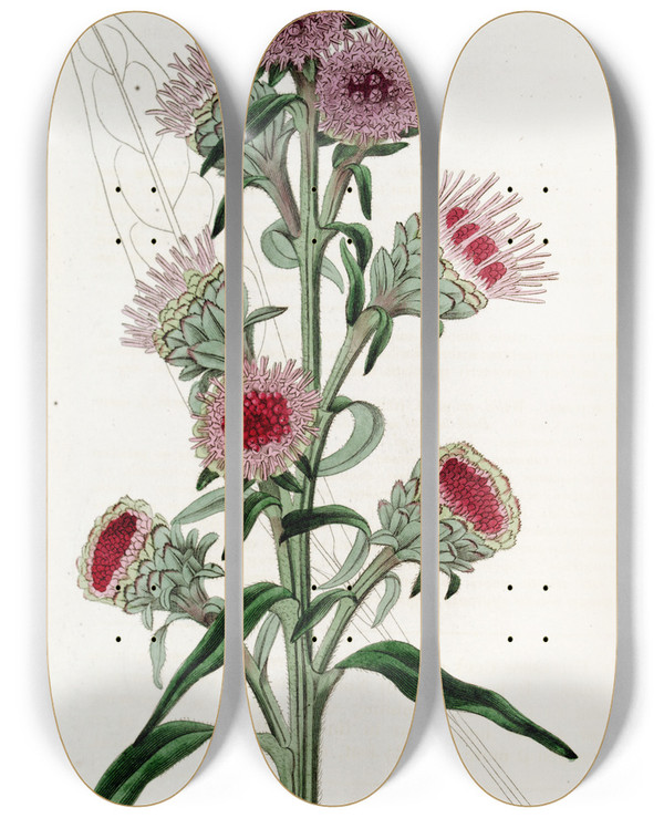 Triptych art skateboard deck of Sydenham Edwards Largeflowered Liatris by Sydenham Edwards (1768-1819)