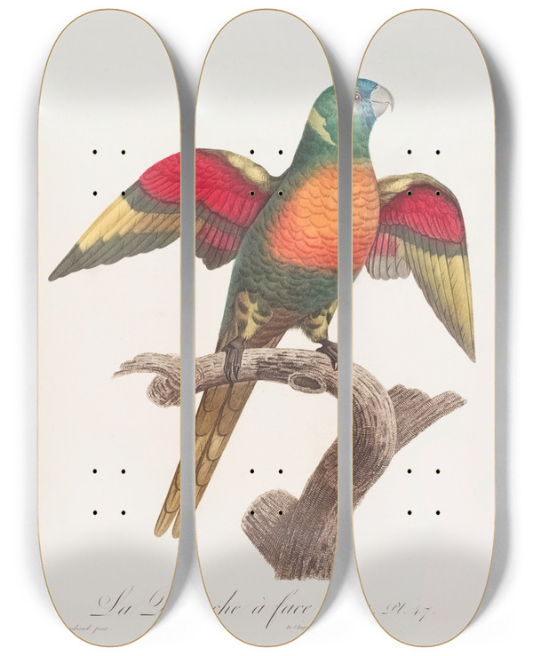 Triptych art skateboard deck of Jacques Barraband La Perruche Face Bleue by Jacques Barraband (1767-1809)
