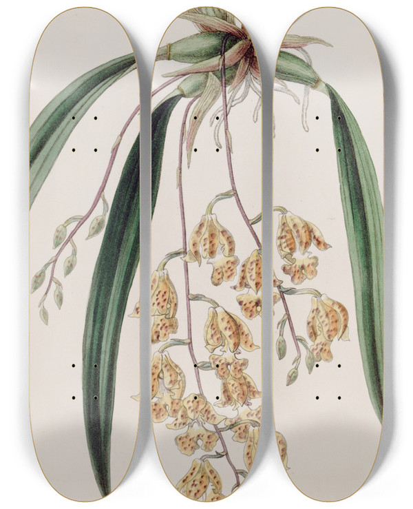 Triptych art skateboard deck of Sydenham Edwards Spotted Burlingtonia by Sydenham Edwards (1768-1819)