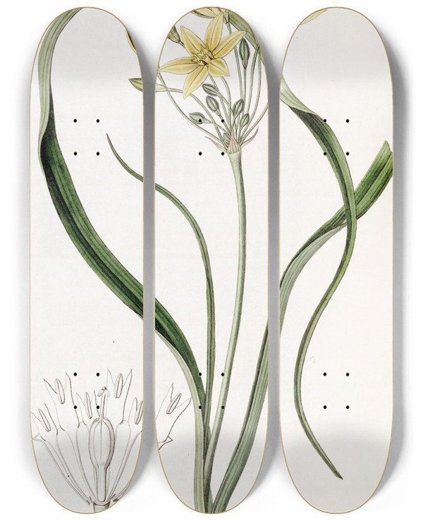 Triptych art skateboard deck of Sydenham Edwards Yellow Prettyface by Sydenham Edwards (1768-1819)